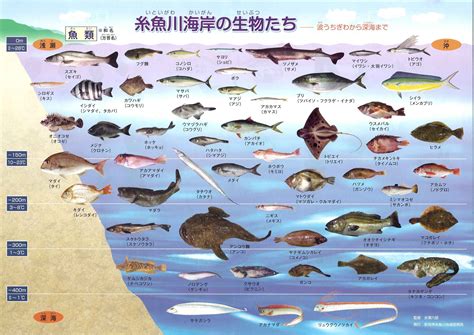 魚種類|魚類図鑑